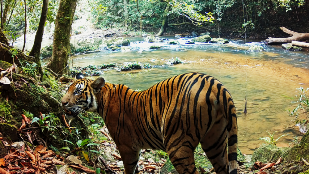 a malayan tiger by water in taman negara